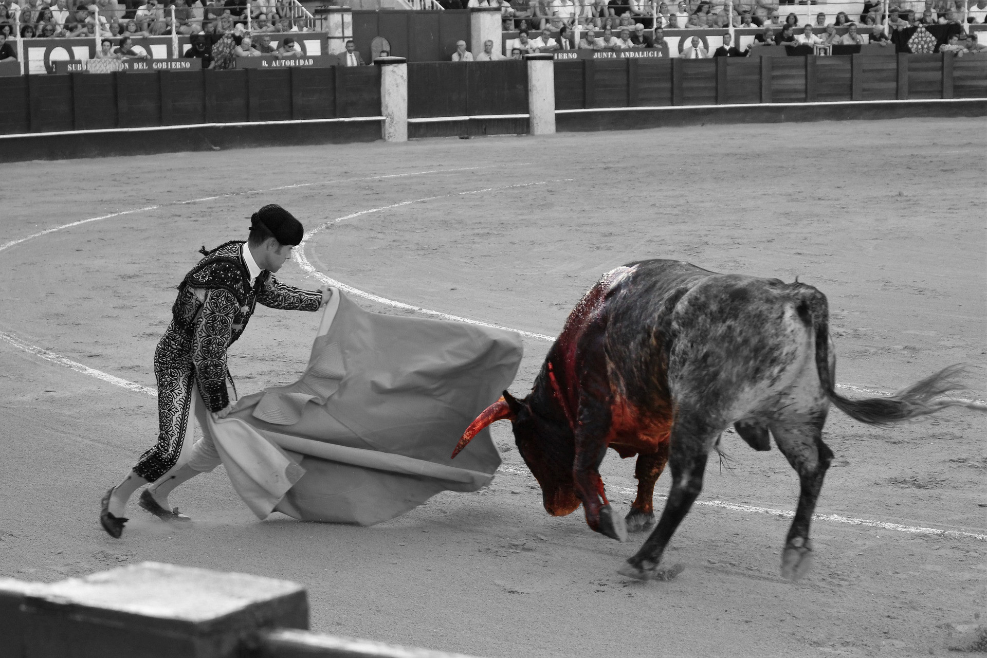 Fotografía de toreo español